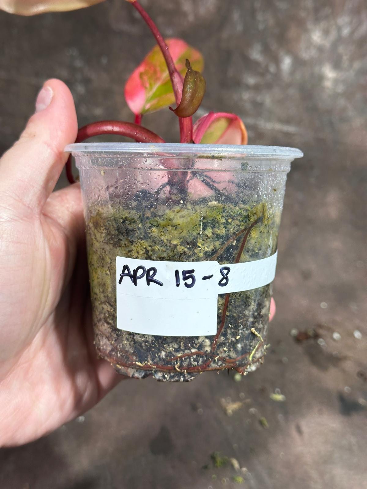 Variegated Philodendron Strawberry Shake in a Nursery Pot - Pink Strawberry Shake RARE Collector Plant - Live Indoor Plant - US Seller