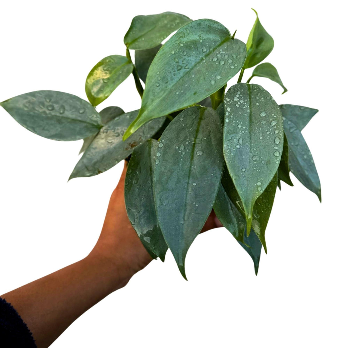 Philodendron Silver Sword Variegated Plant in a 4" Grow Pot - Indoor Live Plant - Extremely Rare Collector Plant - Gift for Mom