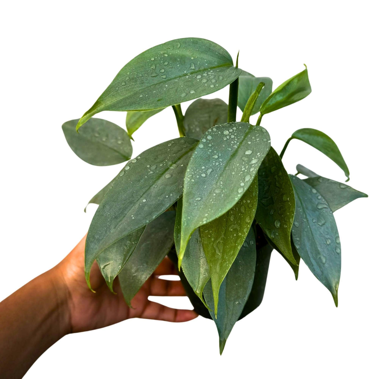 Philodendron Silver Sword Variegated Plant in a 4" Grow Pot - Indoor Live Plant - Extremely Rare Collector Plant - Gift for Mom