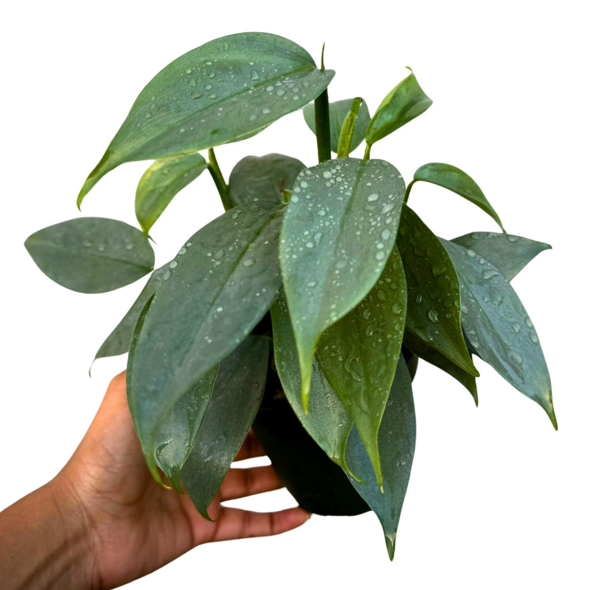 Philodendron Silver Sword Variegated Plant in a 4" Grow Pot - Indoor Live Plant - Extremely Rare Collector Plant - Gift for Mom