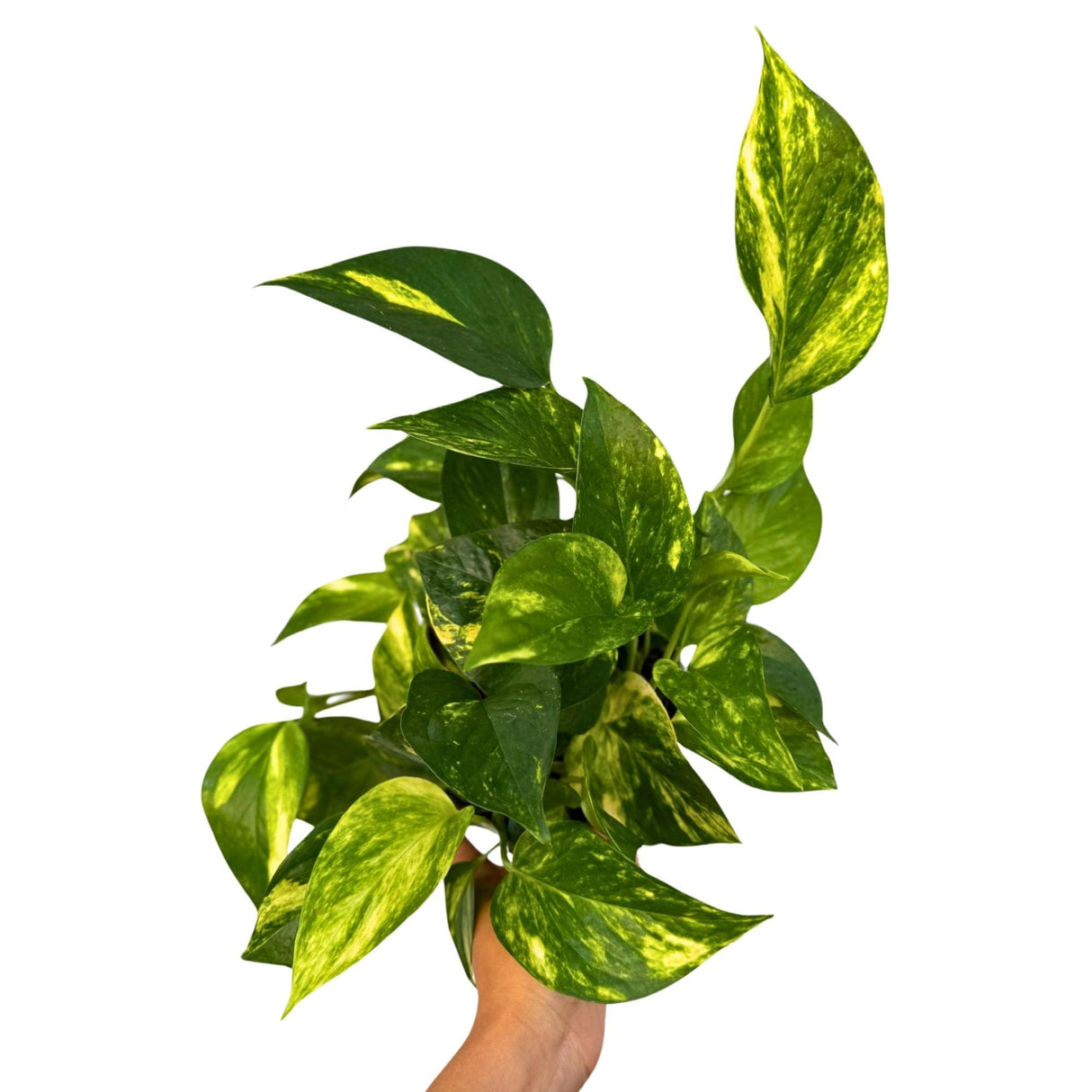 Golden Pothos in a 6" Grow Pot - Easy Care Houseplant - Low light Indoor Plant - Devils Ivy Plant - Air Purifier Plant - US Seller