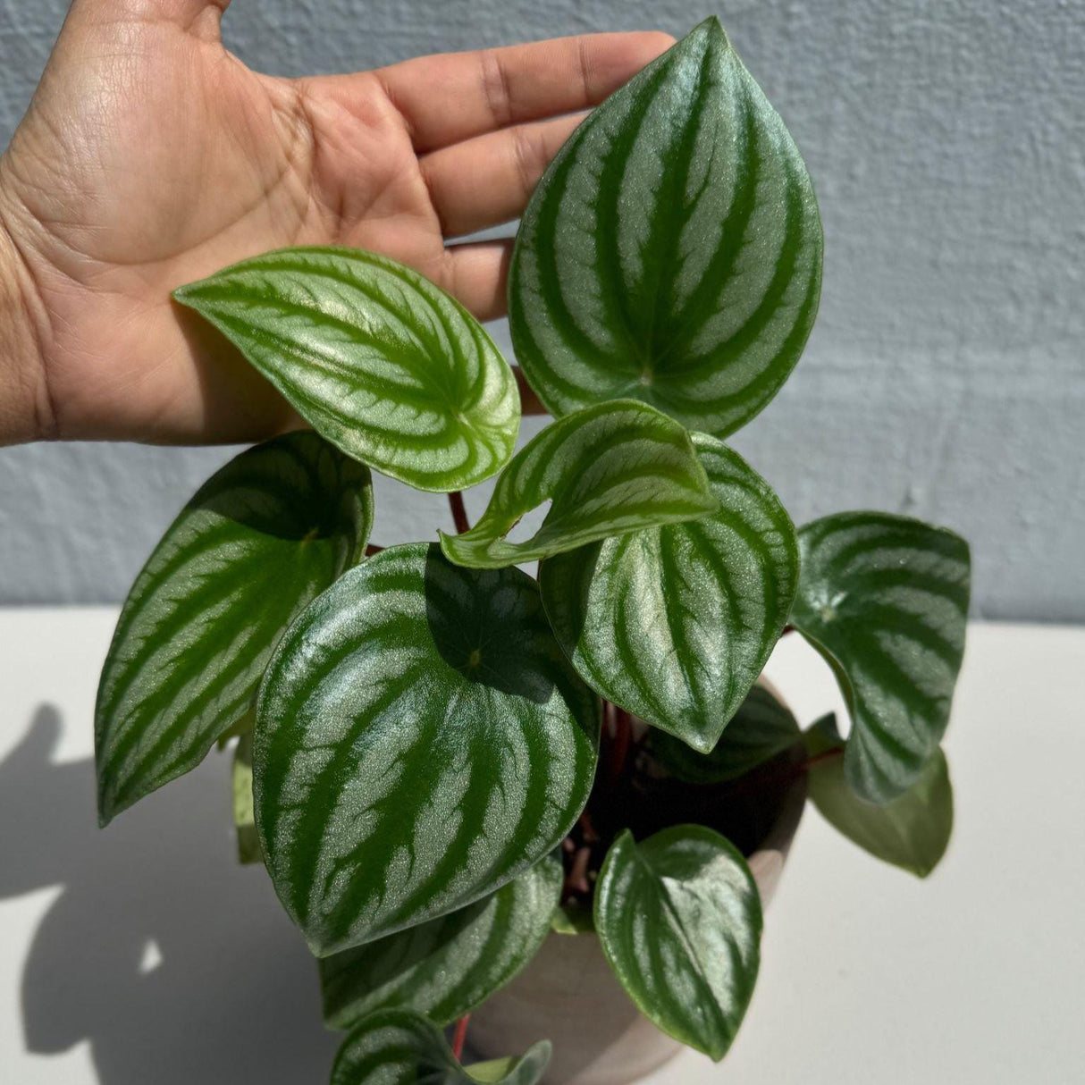 Watermelon Peperomia starter plant In a Grow Pot - Large Watermelon-Striped Peperomia - Indoor Succulent Plant - Easy Care Houseplant