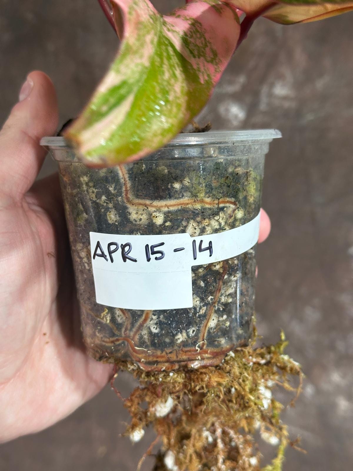 Variegated Philodendron Strawberry Shake in a Nursery Pot - RARE Collector Plant - Philodendron Pink Plant - Live Indoor Plant - US seller