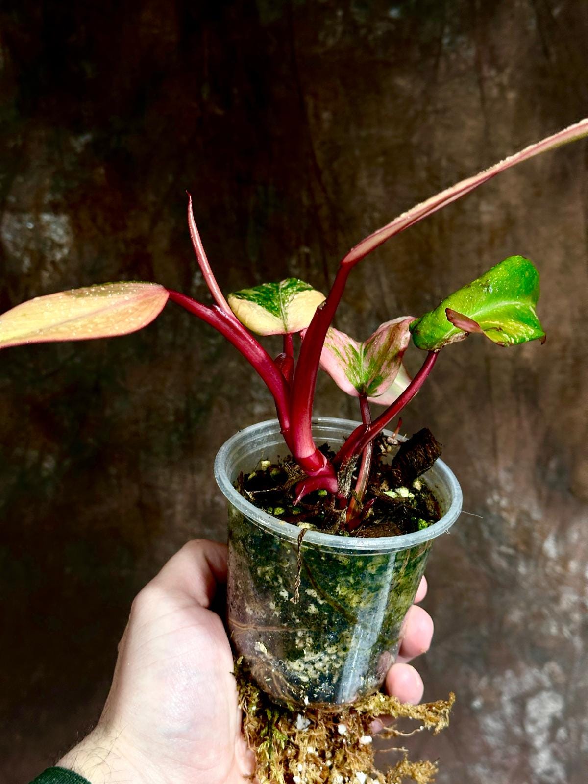 Variegated Philodendron Strawberry Shake in a Nursery Pot - RARE Collector Plant - Philodendron Pink Plant - Live Indoor Plant - US seller