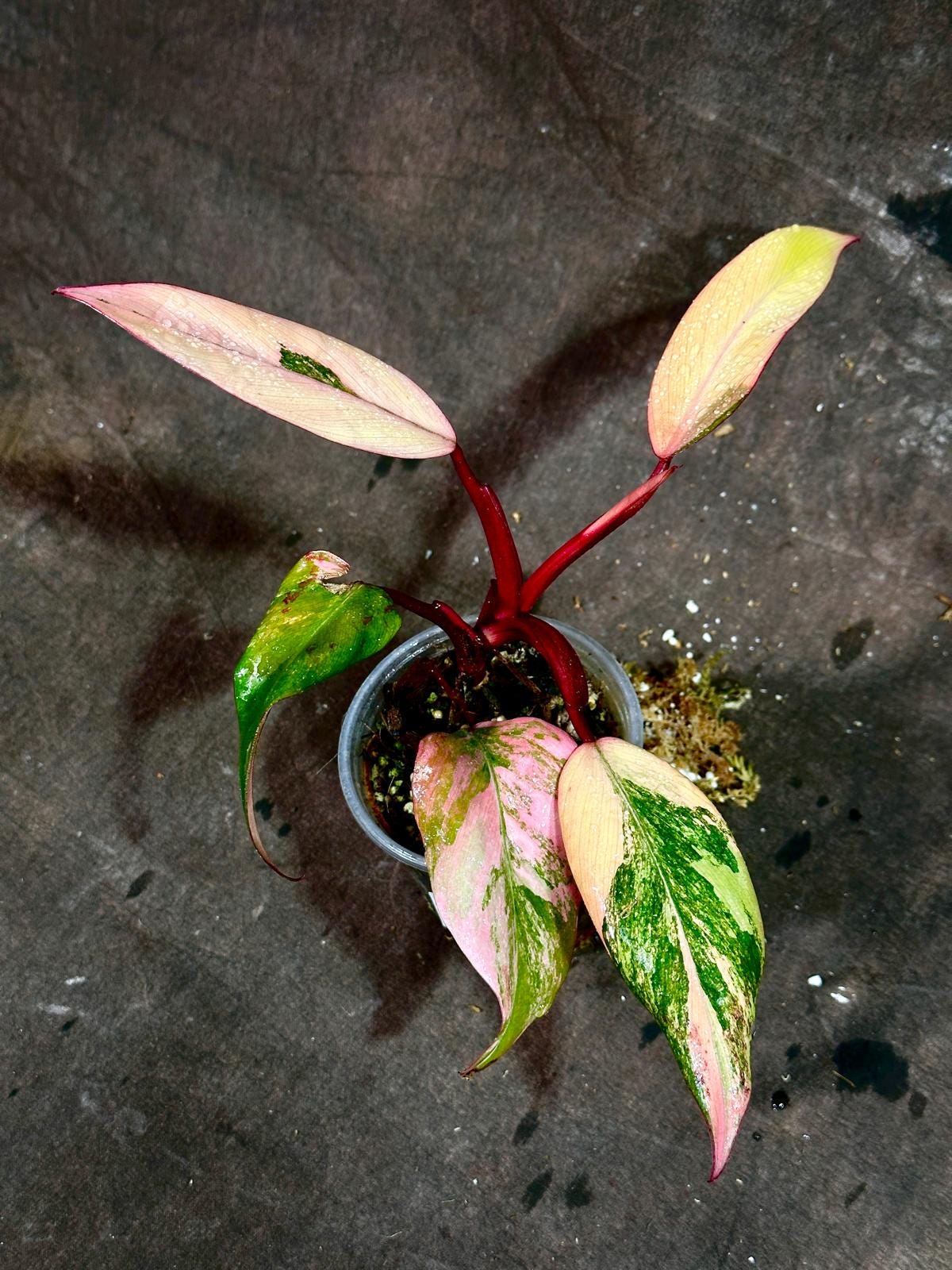 Variegated Philodendron Strawberry Shake in a Nursery Pot - RARE Collector Plant - Philodendron Pink Plant - Live Indoor Plant - US seller