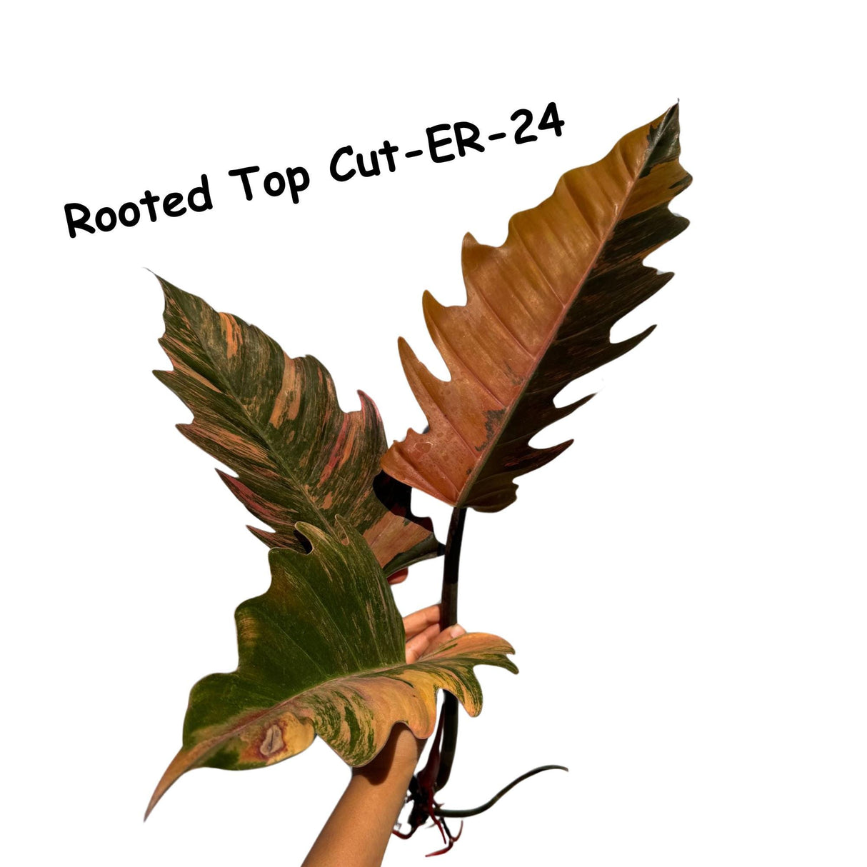 Super Rare Variegated Philodendron Caramel Marble - Easy Care Indoor Plant - Rare Collector Plant - Gift Plant - Exact Same Plant -US Seller