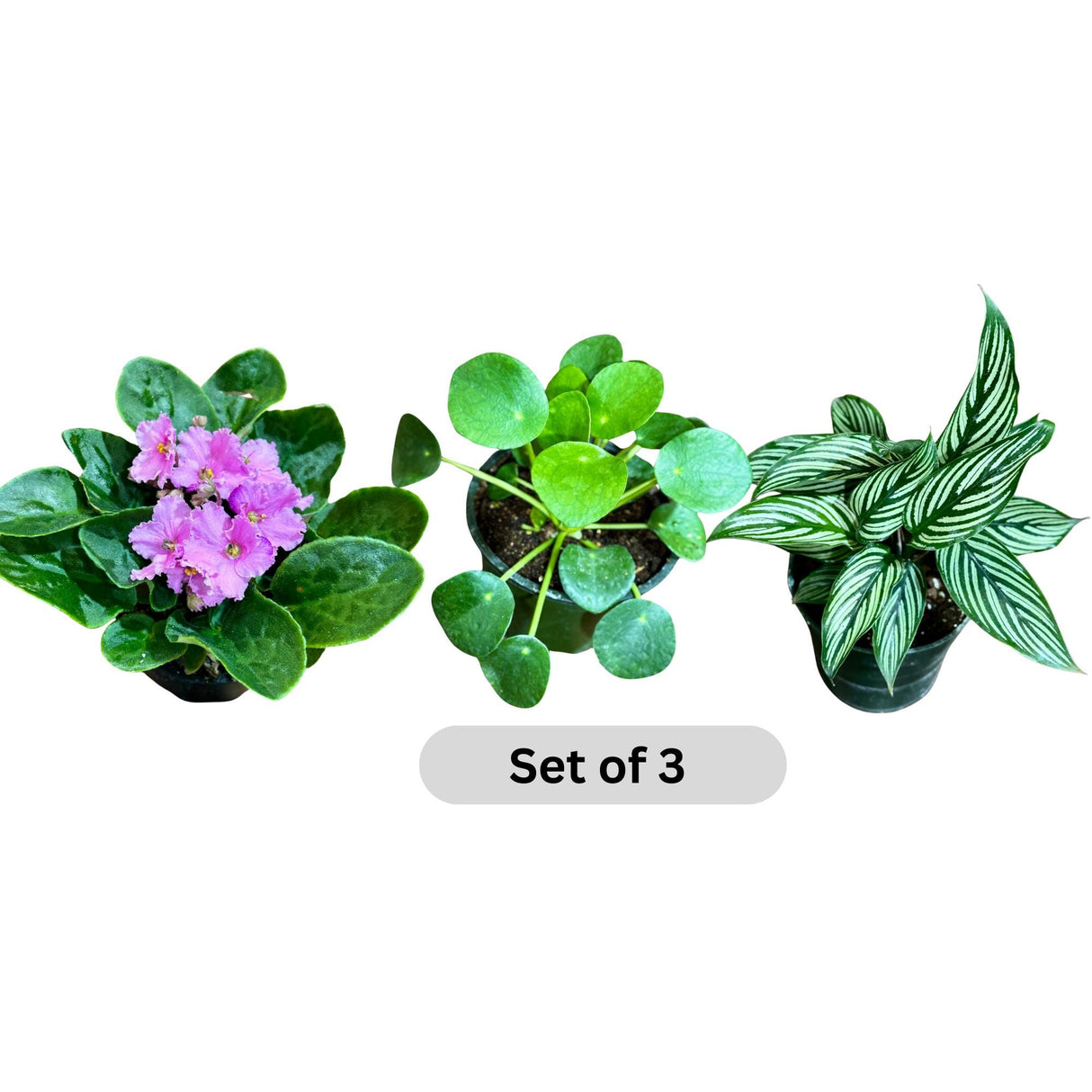 Set of 3 Live Indoor Plants in 4” Grow Pots - Calathea Vittata, African Violet, Chinese Money Plant - Houseplants for Gift Set - 3 pots