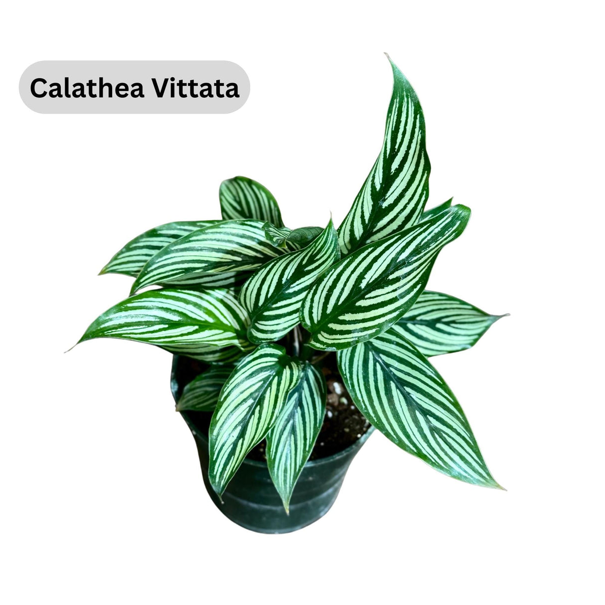 Set of 3 Live Indoor Plants in 4” Grow Pots - Calathea Vittata, African Violet, Chinese Money Plant - Houseplants for Gift Set - 3 pots