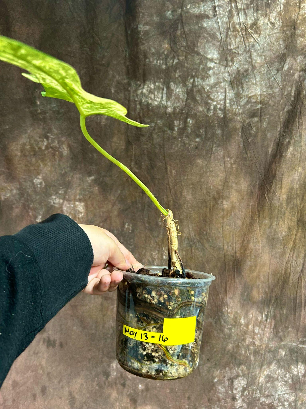 Variegated Philodendron Bipennifolium in a Nursery Pot - Bipennifolium Single Leaf Rare Collector Plant - Exact SAME Plant - US Seller