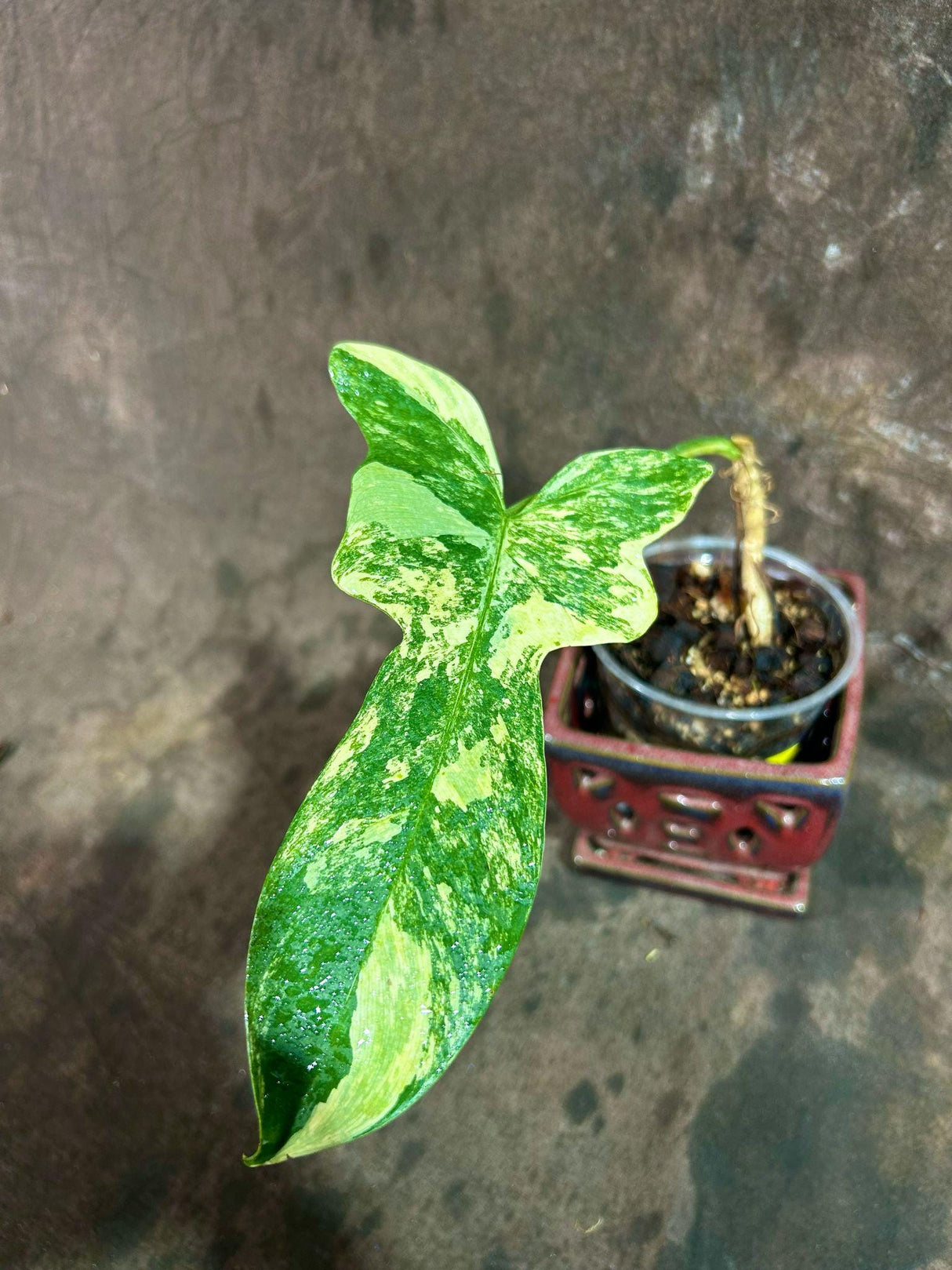 Variegated Philodendron Bipennifolium in a Nursery Pot - Bipennifolium Single Leaf Rare Collector Plant - Exact SAME Plant - US Seller