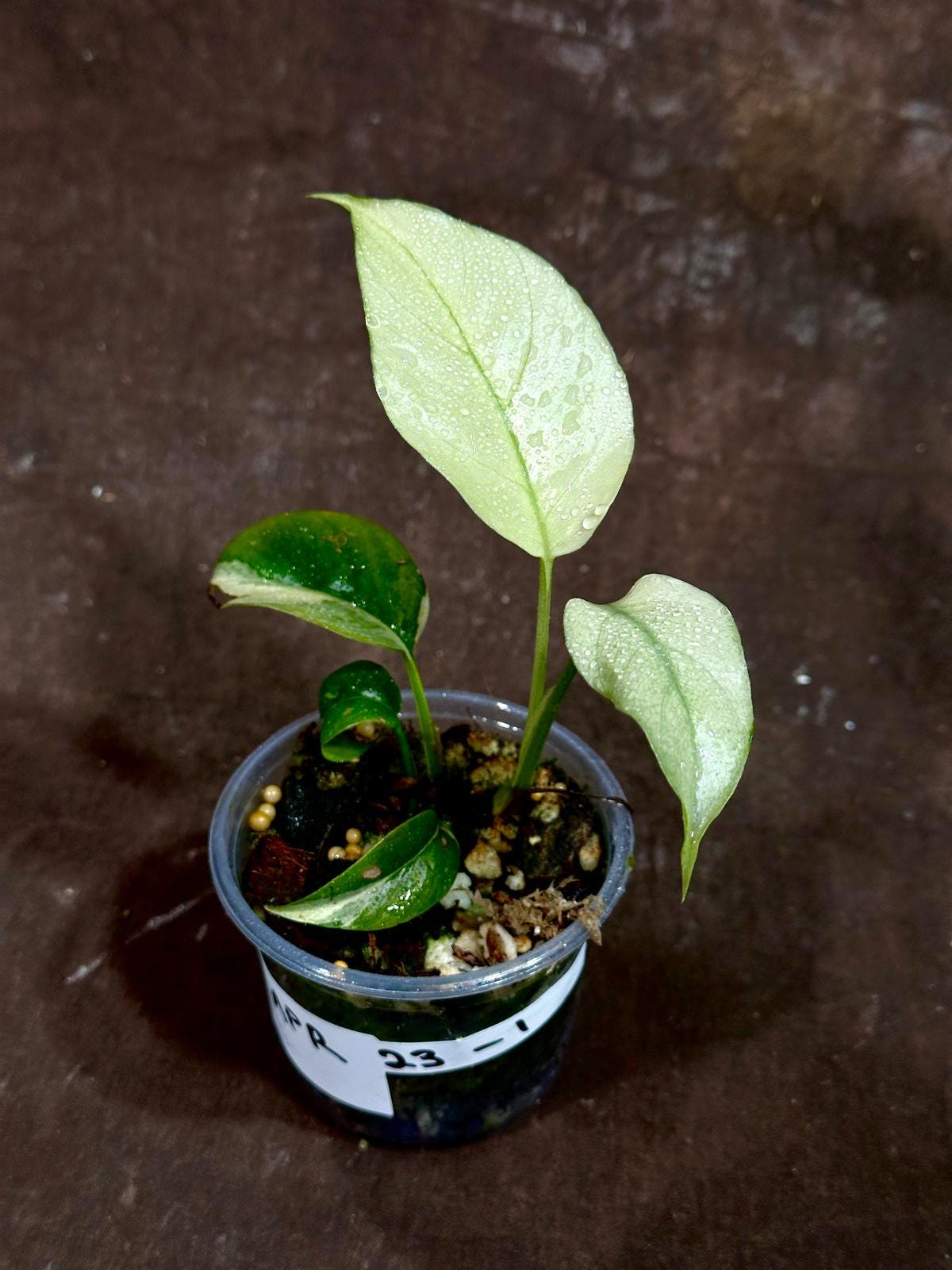Rare Variegated Rhaphidophora Tetrasperma Albo in a Nursery Pot - Rare Mini Tetrasperma - SAME Potted Plant as images - US Seller