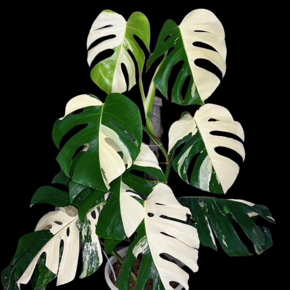 Variegated Monstera Albo