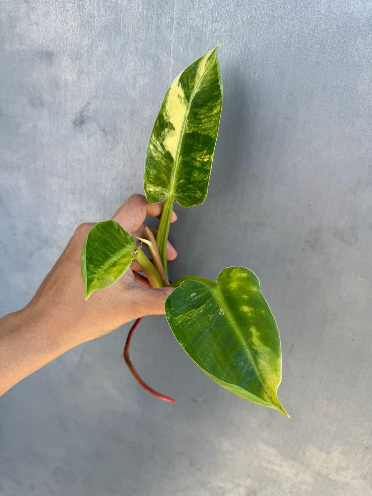 rare collector plant