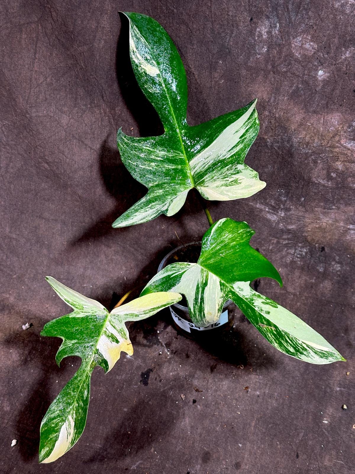 Variegated Philodendron Florida Beauty EXACT Same Plant - Rare Collector Plant - Live Indoor Plant - Gift for Mom - US Seller