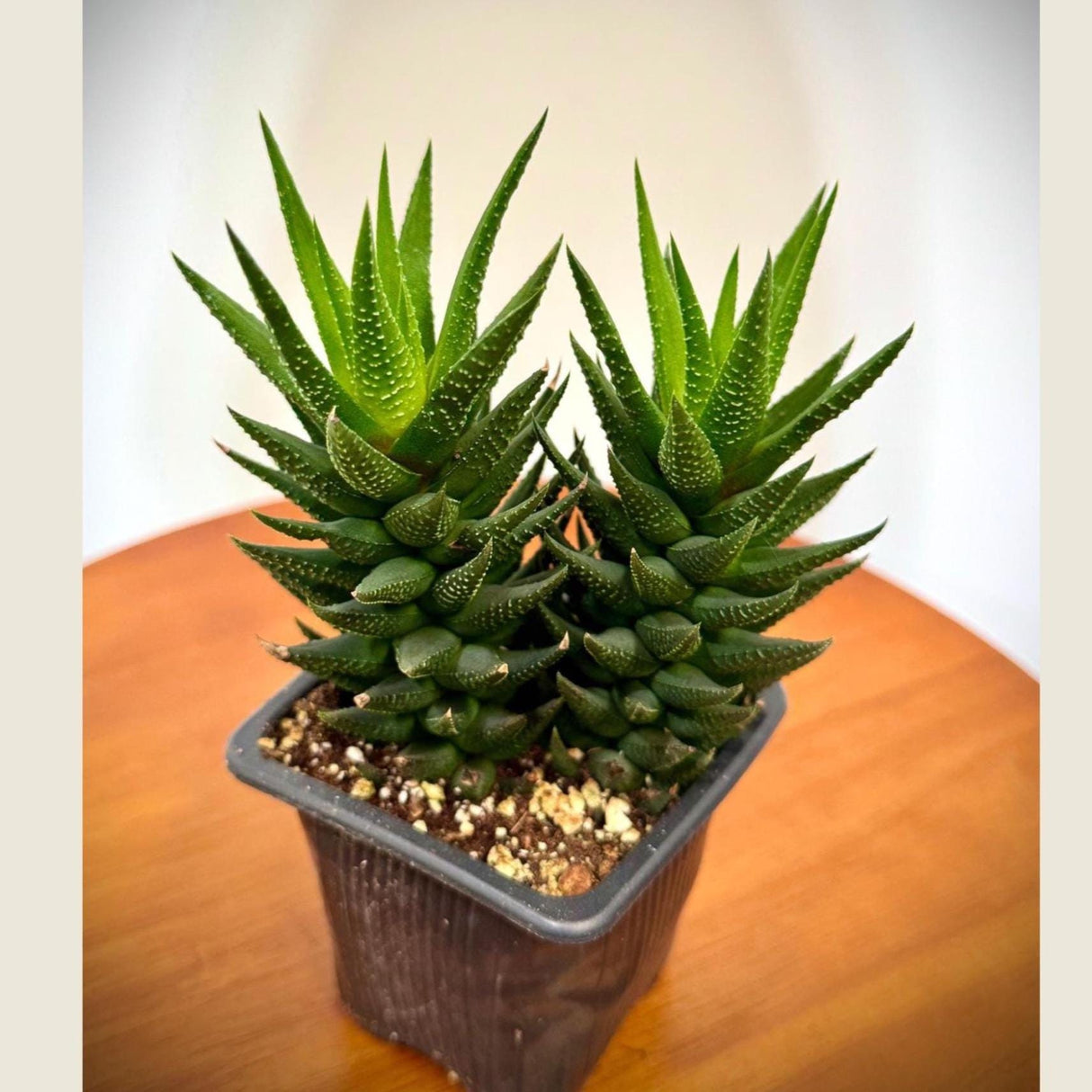 Haworthia Attenuata Plant in 3" Grow Pot - Zebra Haworthia - Live Succulent Plant - Mini Indoor Cactus - Easy Care Indoor Plant