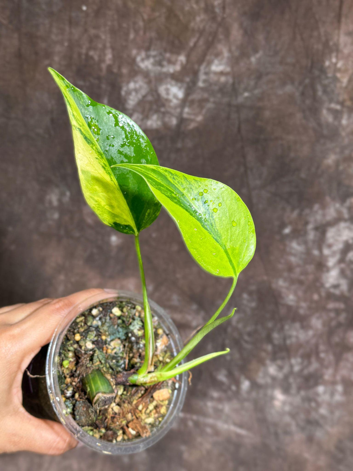 Monstera Aurea Variegated Borsigiana in a Nursery Pot - Monstera Aurea Rare Collector Plant - Monstera Marmota - Exact Same Plant -US Seller