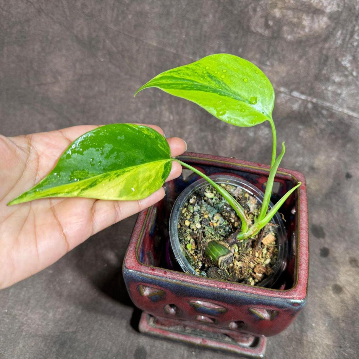 Monstera Aurea Variegated Borsigiana in a Nursery Pot - Monstera Aurea Rare Collector Plant - Monstera Marmota - Exact Same Plant -US Seller
