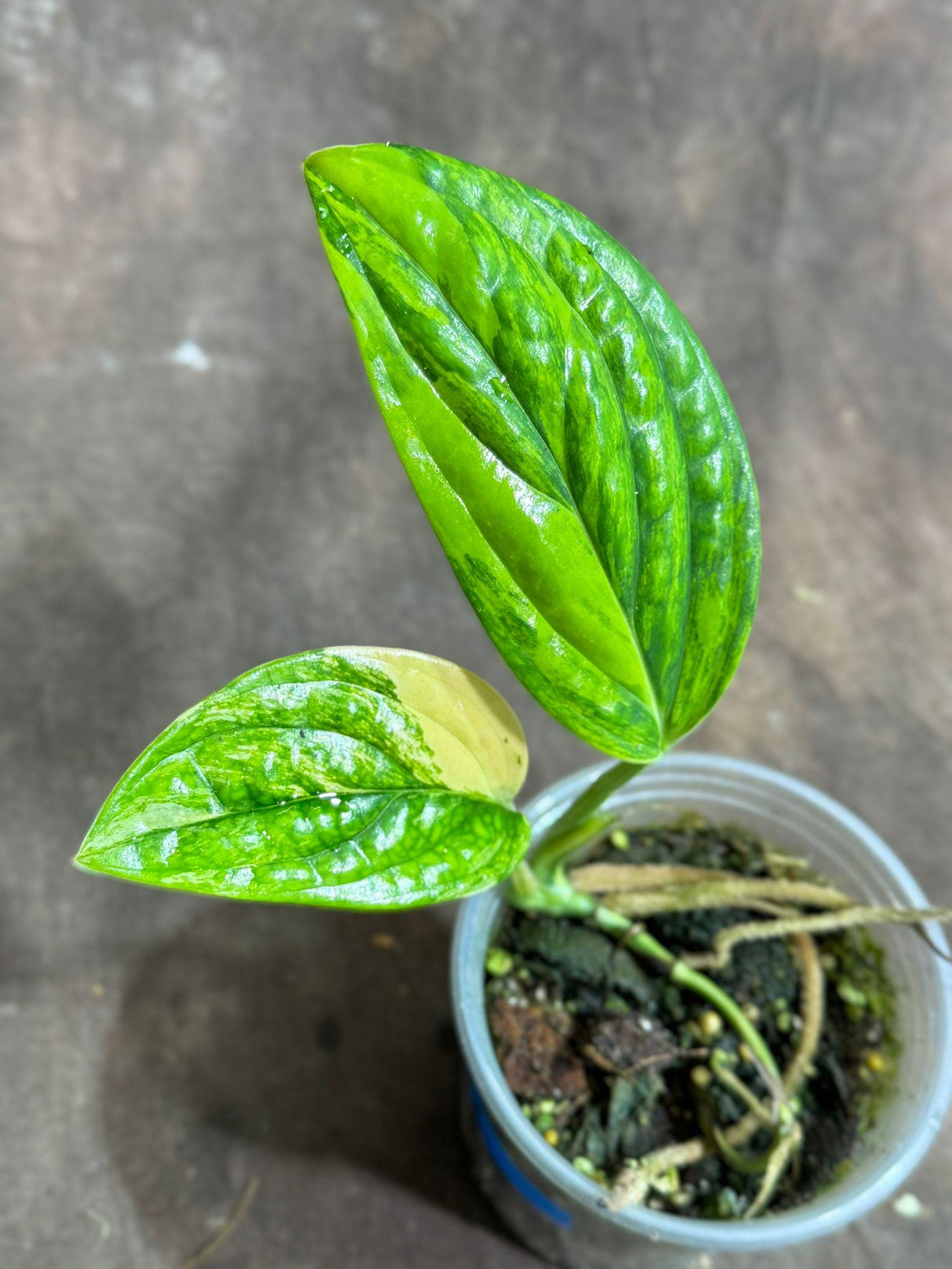 Variegated Monstera Peru in a Nursery Pot - Live Rare Houseplants - Air Purifying Plant - Beginners Plant - Rare Collector's Plant-US Seller
