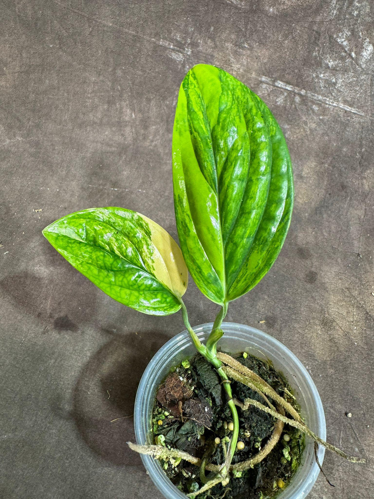 Variegated Monstera Peru in a Nursery Pot - Live Rare Houseplants - Air Purifying Plant - Beginners Plant - Rare Collector's Plant-US Seller