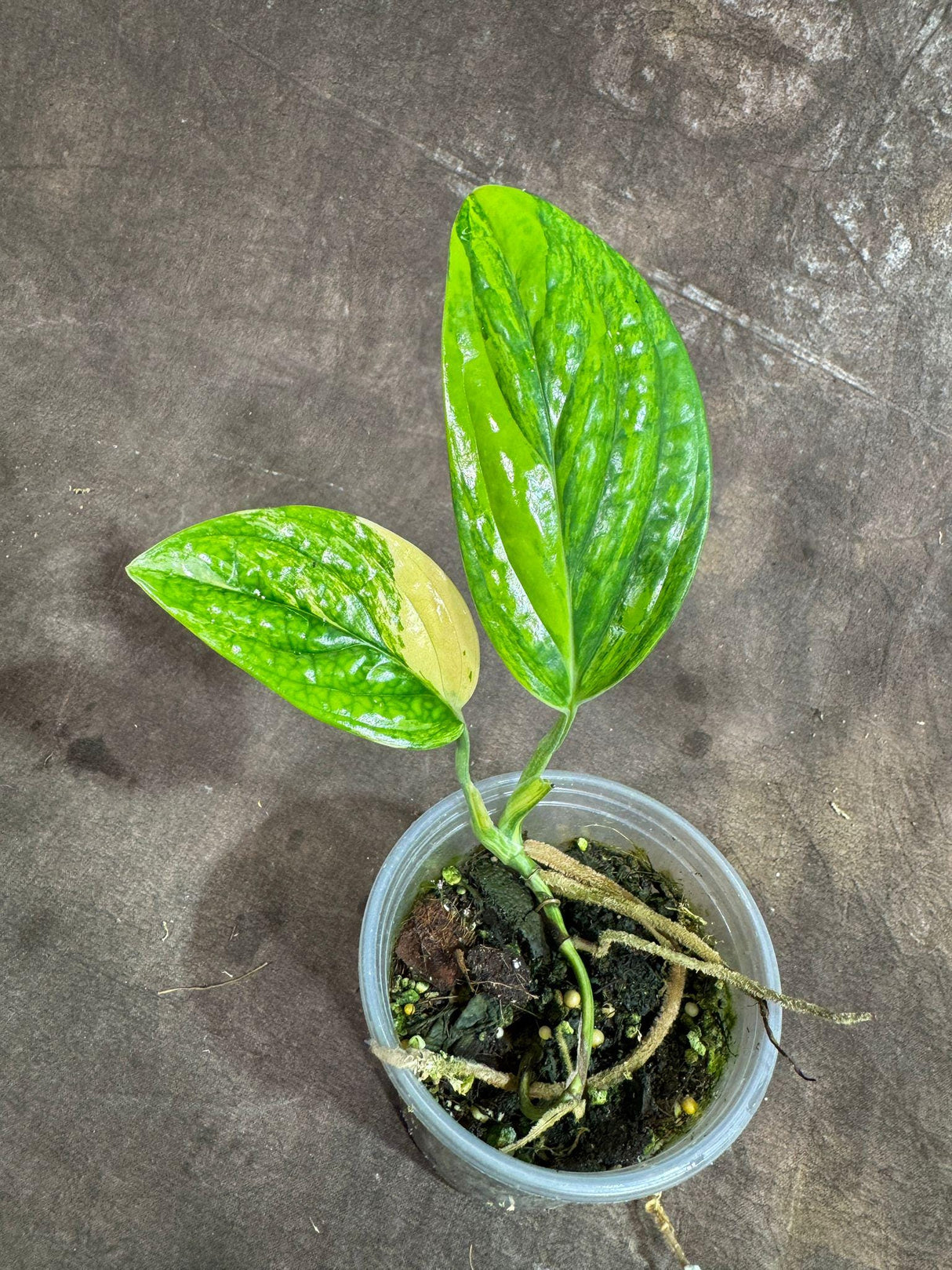 Variegated Monstera Peru in a Nursery Pot - Live Rare Houseplants - Air Purifying Plant - Beginners Plant - Rare Collector's Plant-US Seller