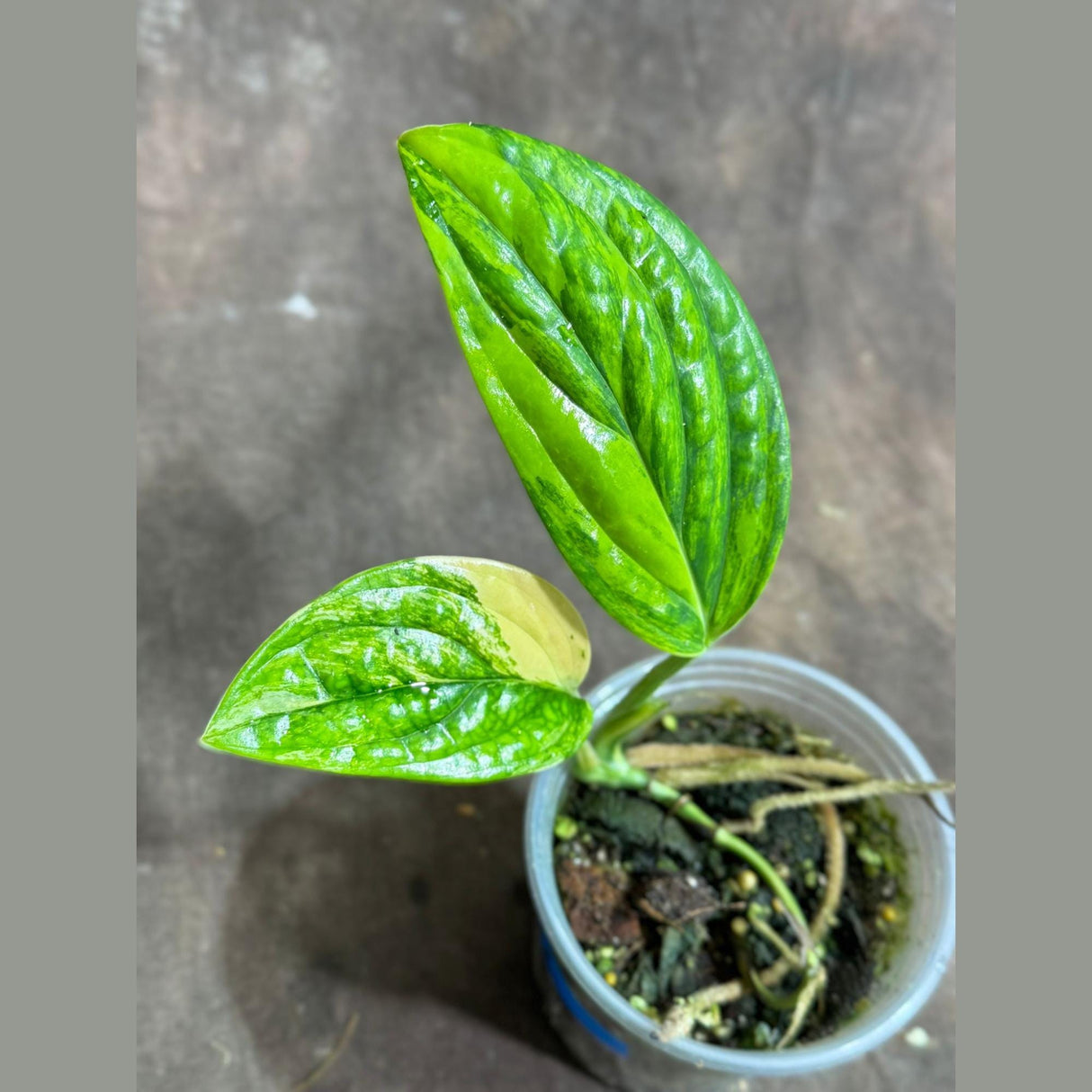 Variegated Monstera Peru in a Nursery Pot - Live Rare Houseplants - Air Purifying Plant - Beginners Plant - Rare Collector's Plant-US Seller
