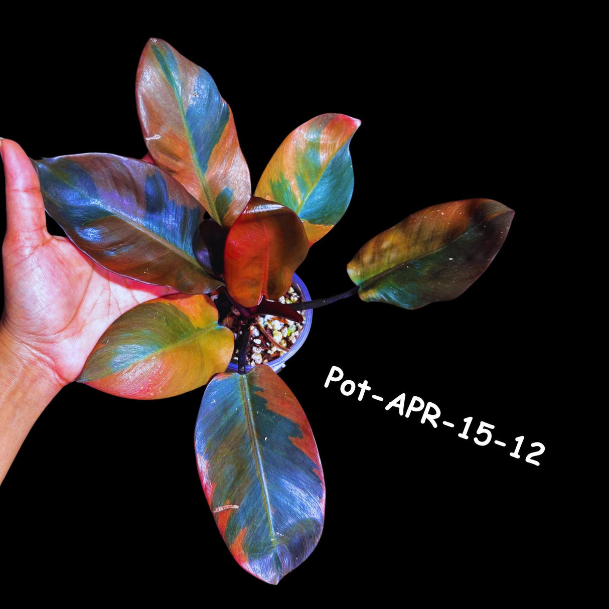 Variegated Black Cardinal Philodendron - Extremely RARE - Collector Plant - Same Plant - US Seller - EXACT Same Pot