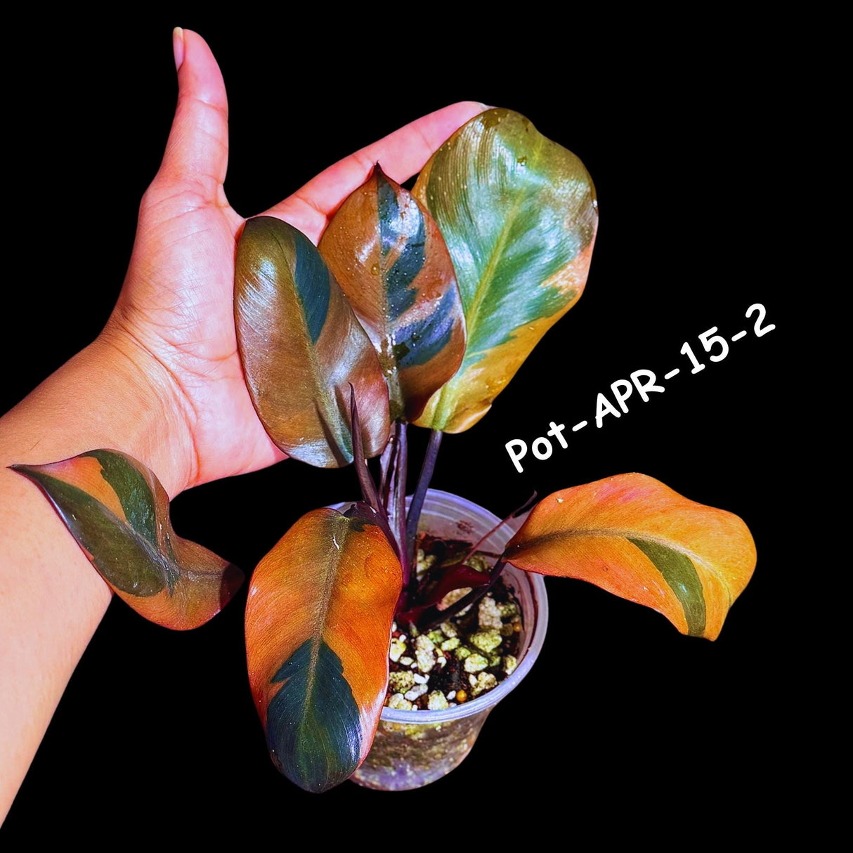 Variegated Black Cardinal Philodendron - Extremely RARE - Collector Plant - Same Plant - US Seller - EXACT Same Pot