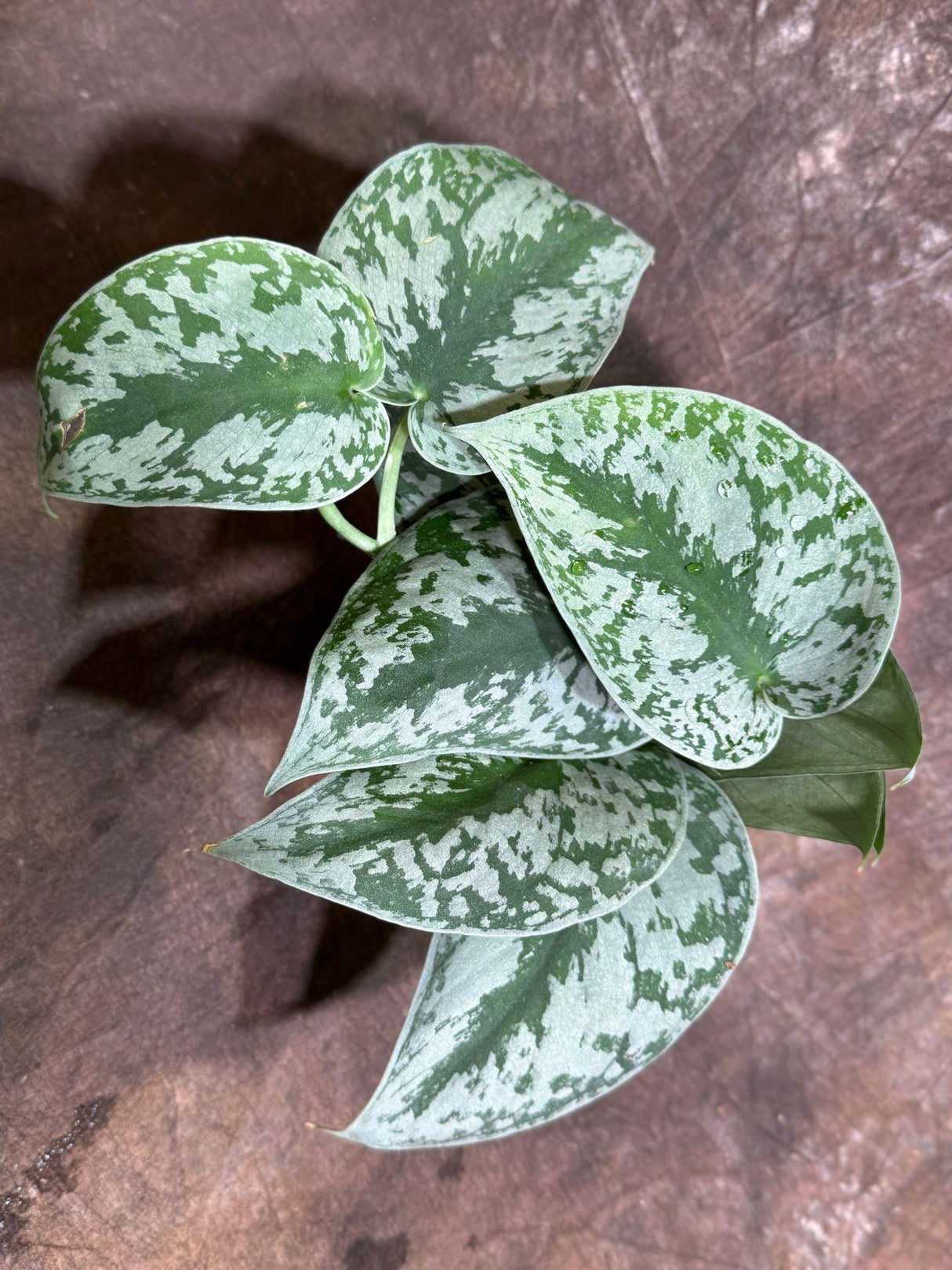 Scindapsus Silver Exotica Plant in 4" Grow Pot - Silver Satin Pothos Large Leaf Plant - Rare Vining Indoor Plant - Scindapsus Pictus Exotica