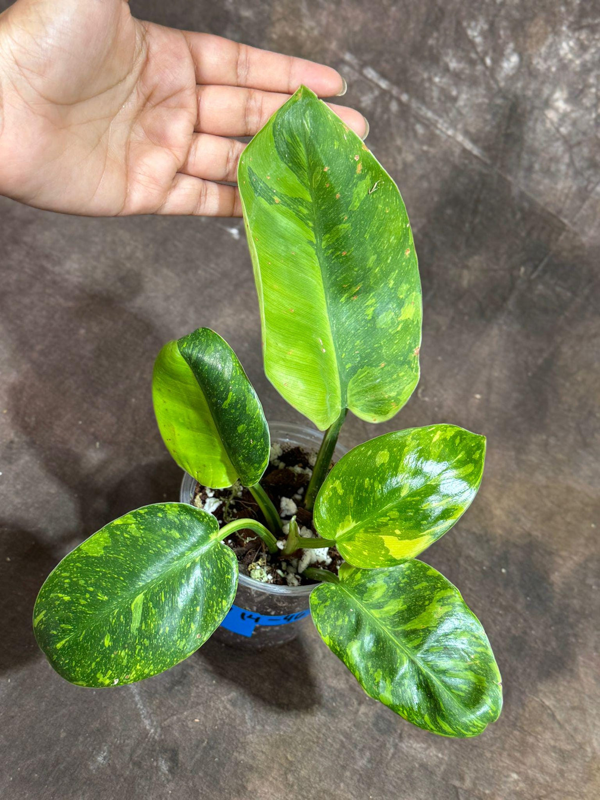 Philodendron Green Congo Variegated live plant - Rare Variegated Green Congo - SAME Potted Plant as Image - Hard to come by - US Seller