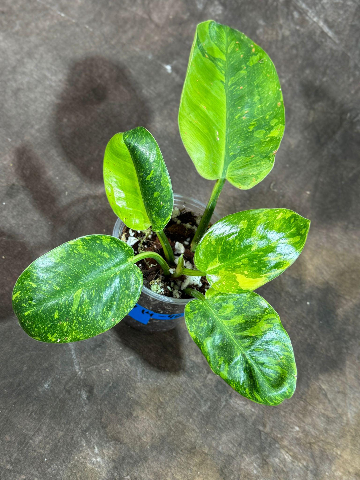 Philodendron Green Congo Variegated live plant - Rare Variegated Green Congo - SAME Potted Plant as Image - Hard to come by - US Seller