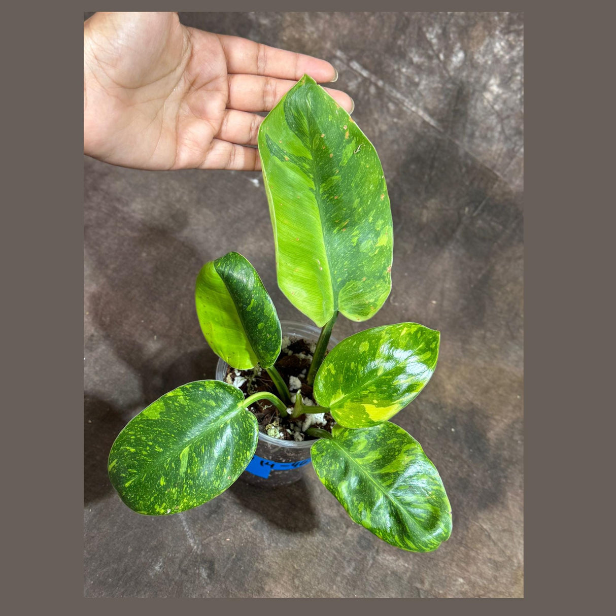 Philodendron Green Congo Variegated live plant - Rare Variegated Green Congo - SAME Potted Plant as Image - Hard to come by - US Seller