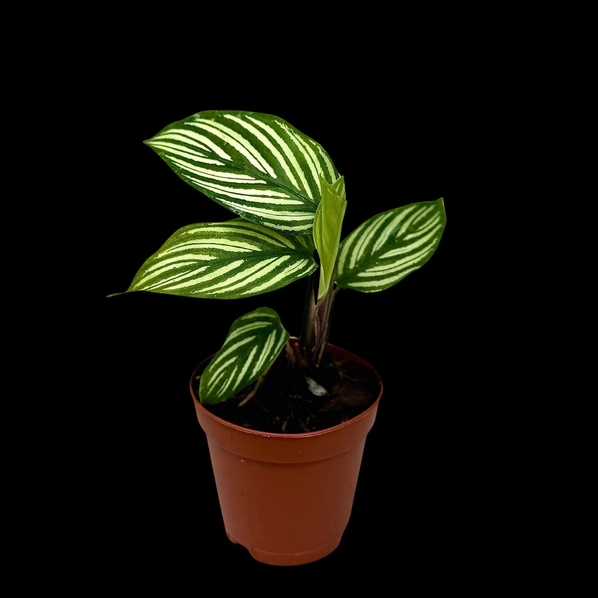 Calathea Vittata Live Plant in a Pot | White Striped Calathea | Indoor Easy Beginner Plant | Pet Friendly Plants | Gift Plants