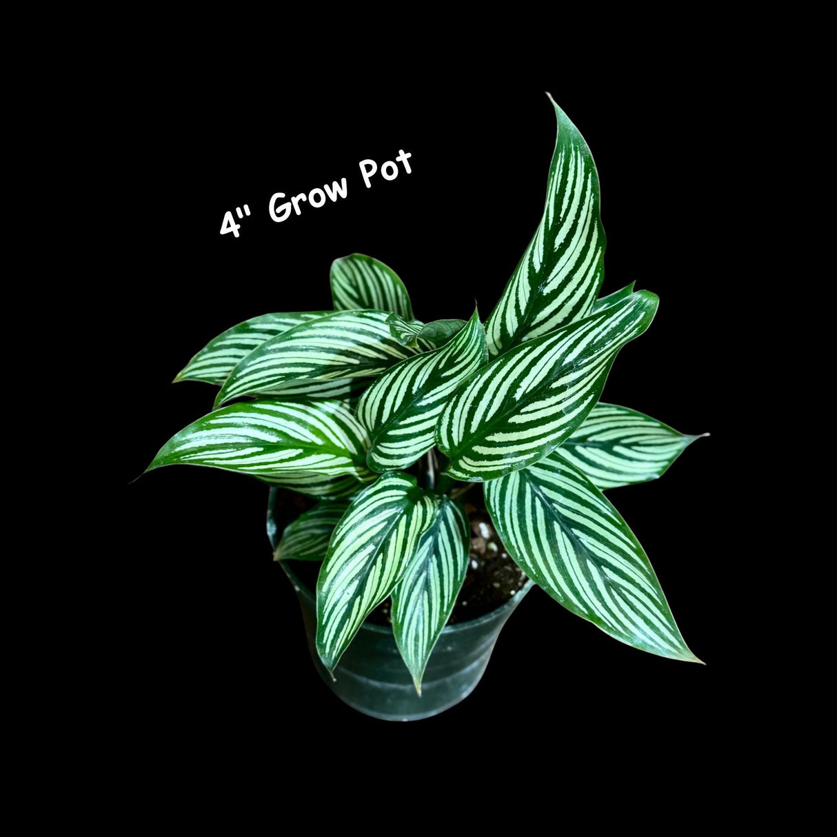 Calathea Vittata Live Plant in a Pot | White Striped Calathea | Indoor Easy Beginner Plant | Pet Friendly Plants | Gift Plants