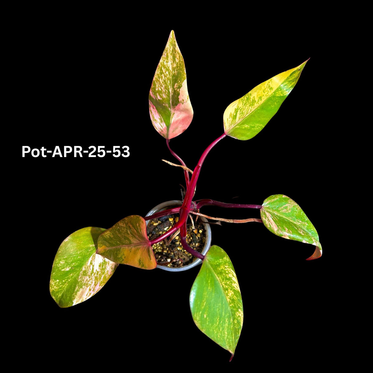 Variegated Philodendron Strawberry Shake Plant Live - US Seller - Extremely Rare Strawberry Plant For Collectors - Mother's Day Gift