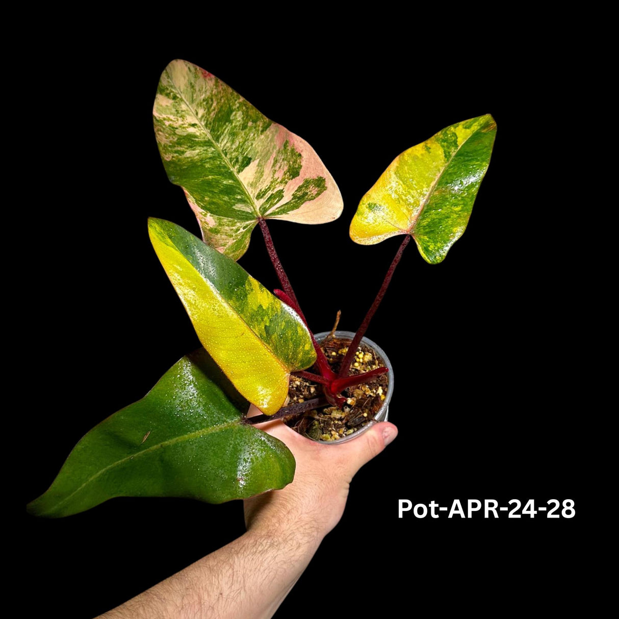 Variegated Philodendron Strawberry Shake Plant Live - US Seller - Extremely Rare Strawberry Plant For Collectors - Mother's Day Gift