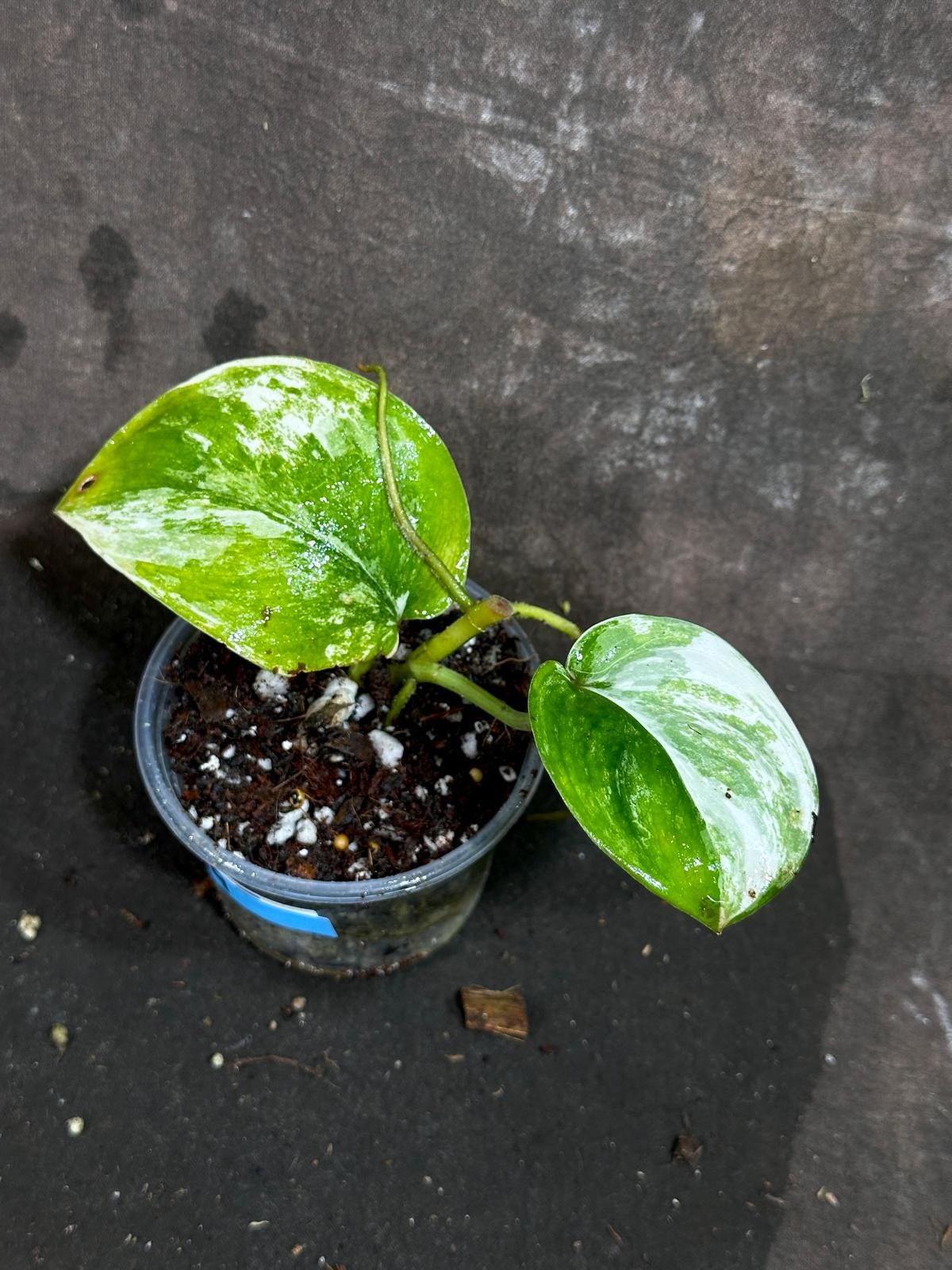 Scindapsus Jade Satin Variegated - Exact Same Plant - Beginners Plant - Rare Collector Plant - Gift for Mom - Pet Friendly Plant