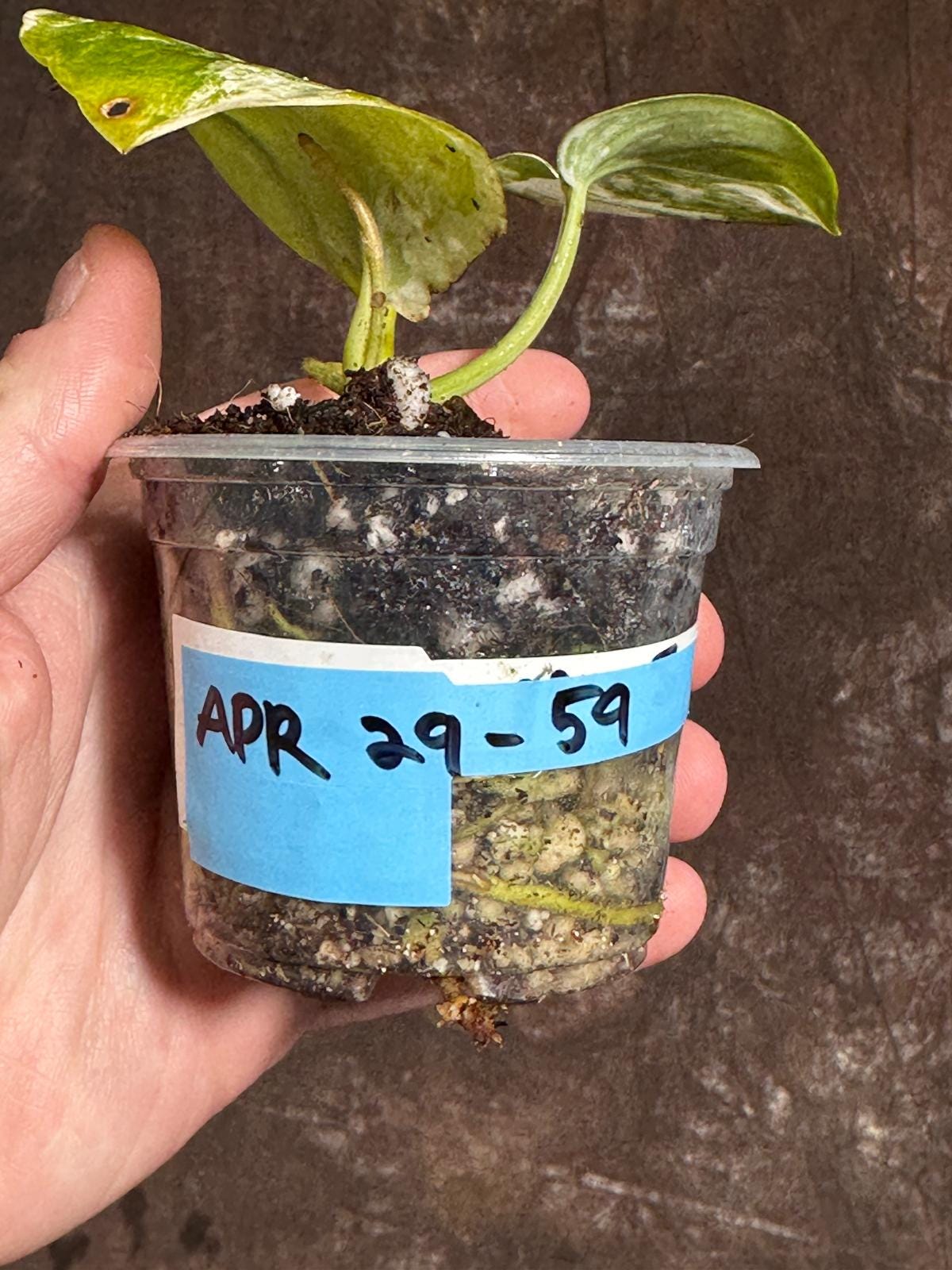 Scindapsus Jade Satin Variegated - Exact Same Plant - Beginners Plant - Rare Collector Plant - Gift for Mom - Pet Friendly Plant