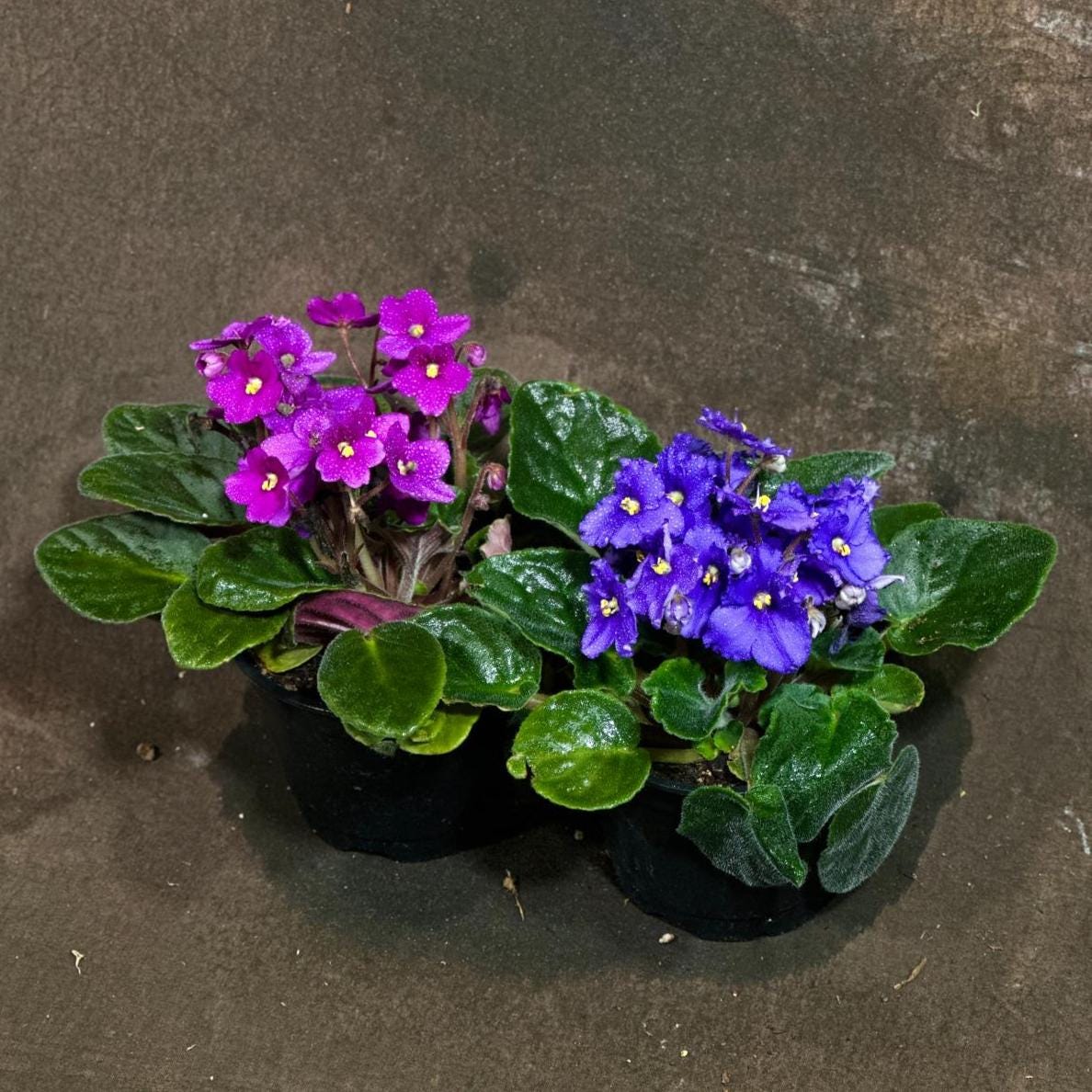 Set of 2 African Violet in 4" Grow Pot - Indoor Plant - Plant Lover Gift - Violet Blue, Purple, Live Flower Plant - Blooms All Year Round