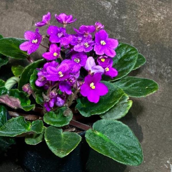 Set of 2 African Violet in 4" Grow Pot - Indoor Plant - Plant Lover Gift - Violet Blue, Purple, Live Flower Plant - Blooms All Year Round
