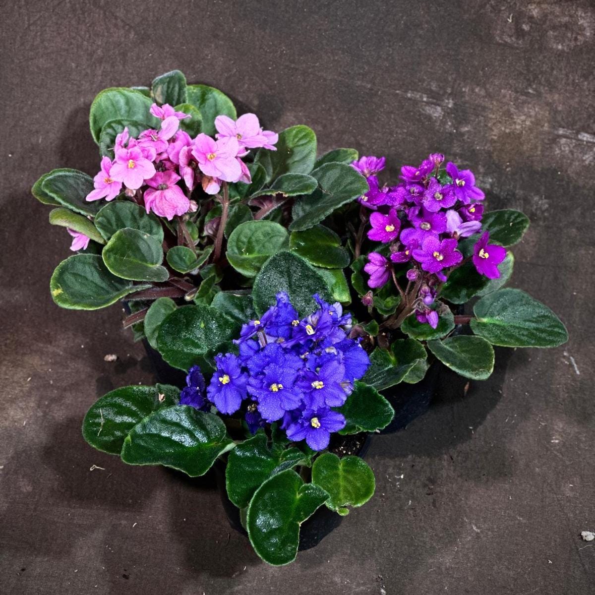 Set of 3 African Violet in 4" Grow Pot - Indoor Plant- Plant Lover Gift - Violet Blue, Purple, Pink Live Flower Plant -Blooms All Year Round