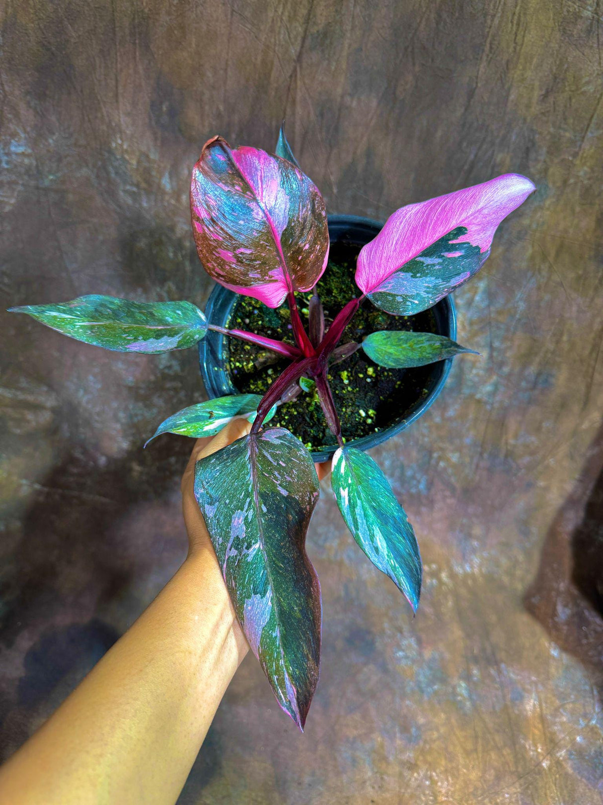 Philodendron Pink Princess Galaxy in a 6 " Grow Pot - Variegated Live Pink Princess Marble-Rare Collector Plant - Beginners Plant- Non-Exact