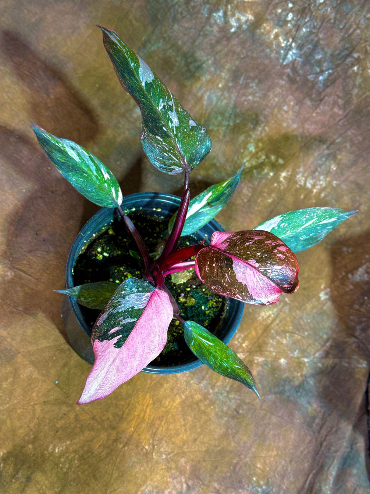 Philodendron Pink Princess Galaxy in a 6 " Grow Pot - Variegated Live Pink Princess Marble-Rare Collector Plant - Beginners Plant- Non-Exact