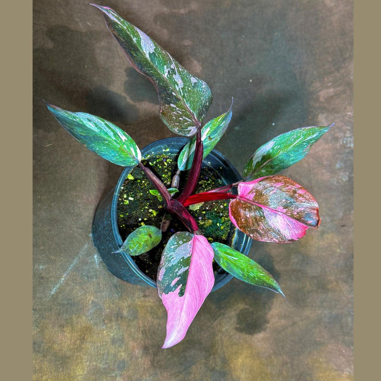 Philodendron Pink Princess Galaxy in a 6 " Grow Pot - Variegated Live Pink Princess Marble-Rare Collector Plant - Non-Exact