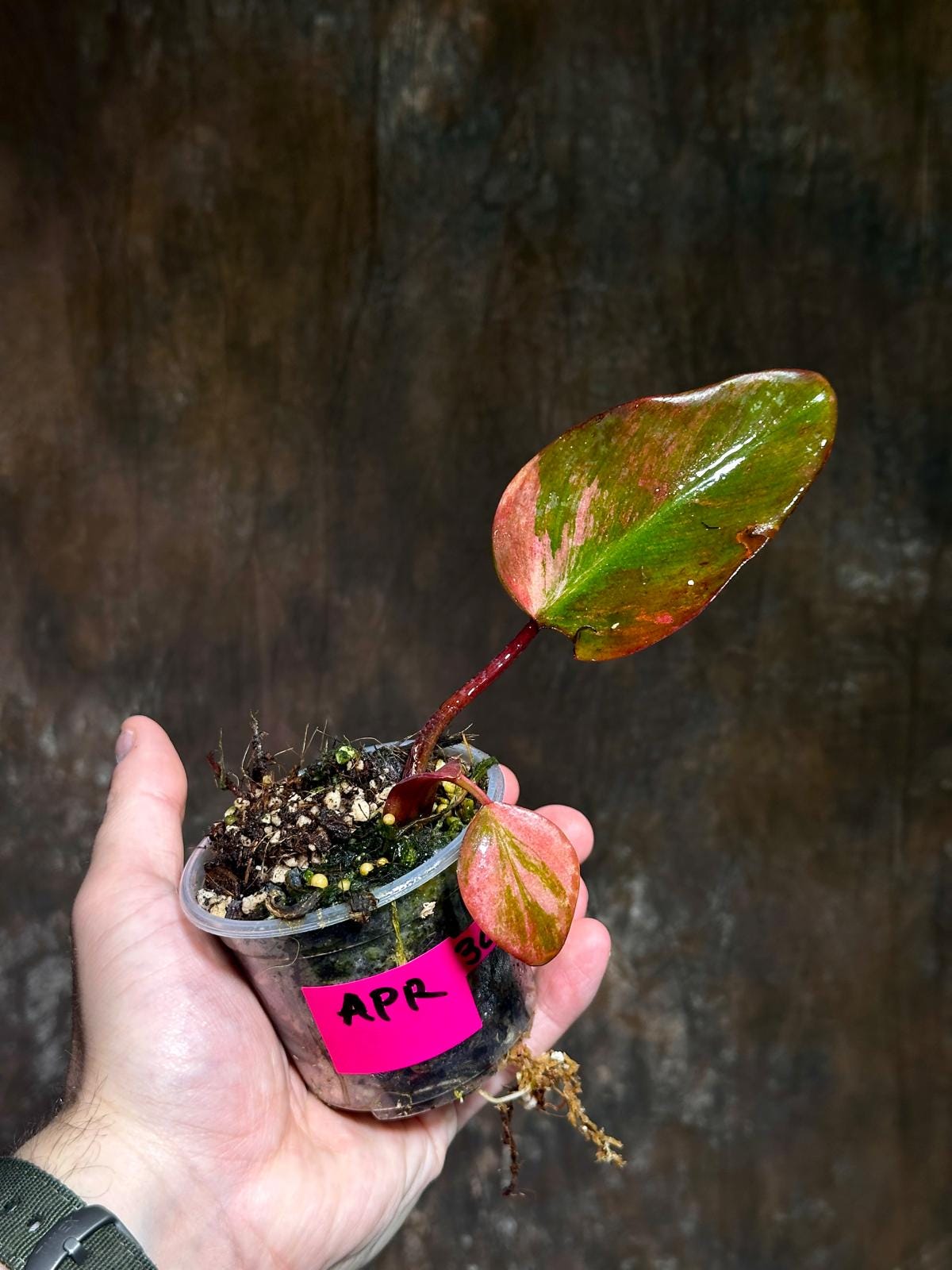 Variegated Philodendron Strawberry Shake - Rare Variegated Strawberry Collector Plant - Live Indoor Plant - Exact Same Plant - US Seller