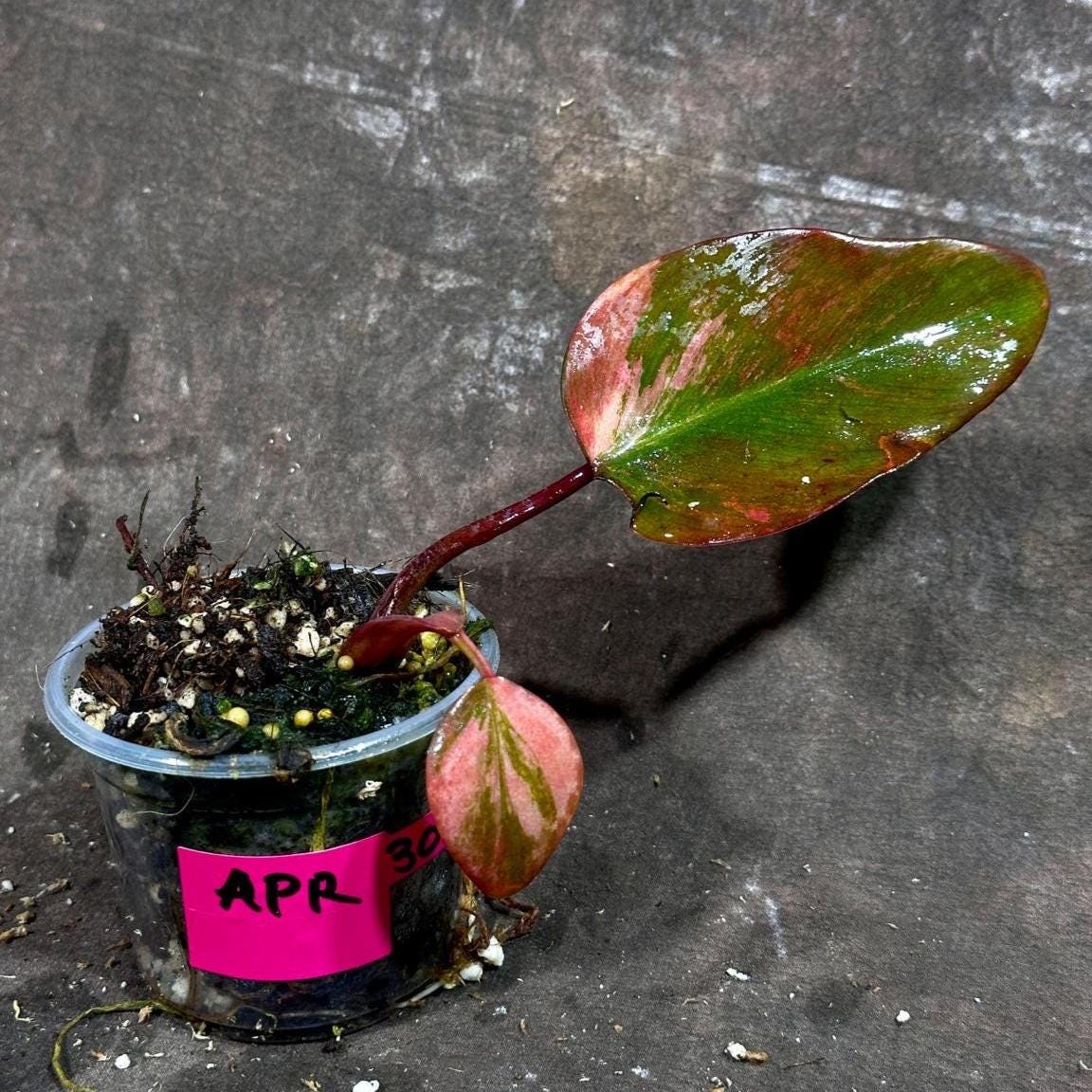 Variegated Philodendron Strawberry Shake - Rare Variegated Strawberry Collector Plant - Live Indoor Plant - Exact Same Plant - US Seller