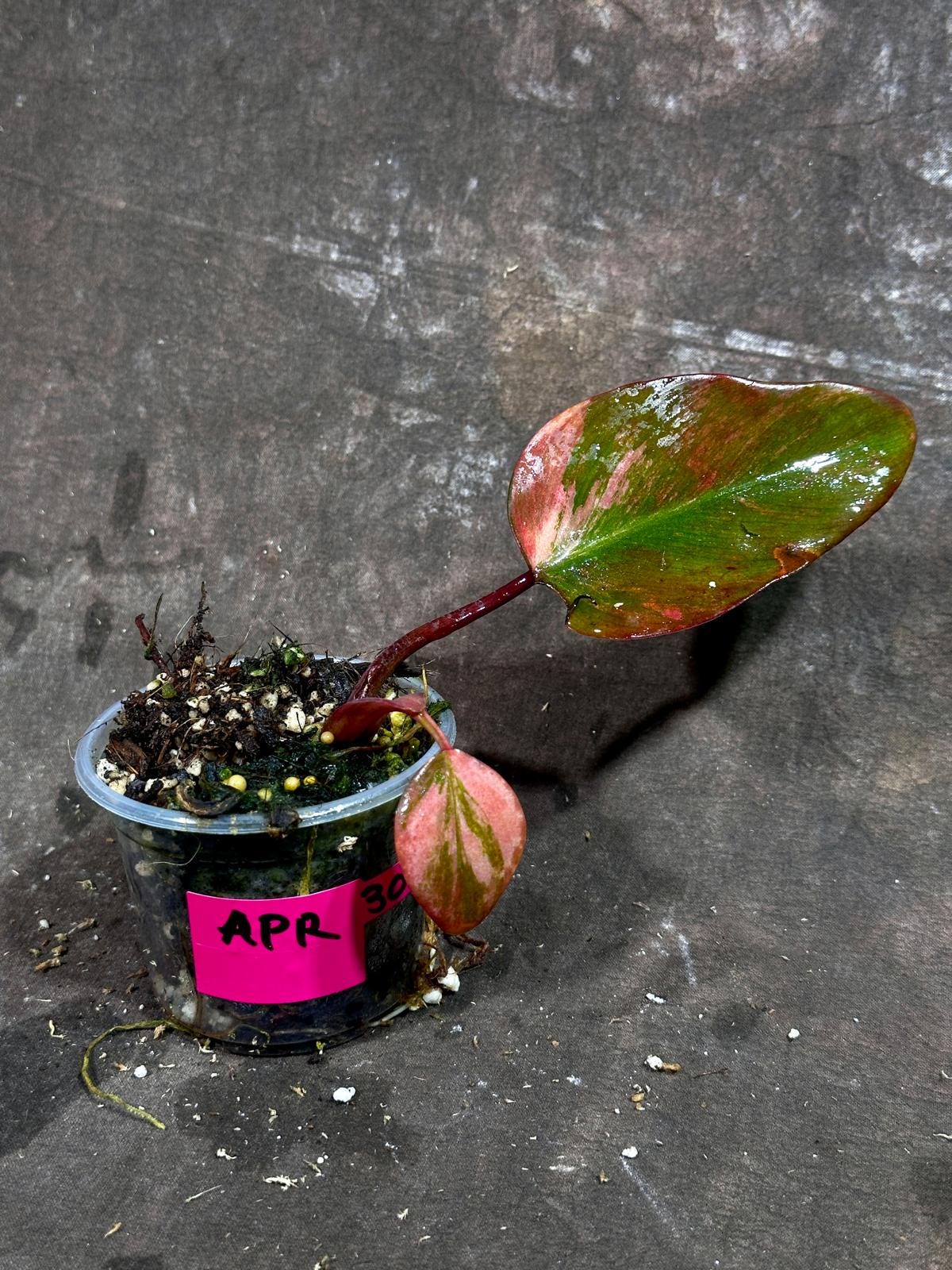 Variegated Philodendron Strawberry Shake - Rare Variegated Strawberry Collector Plant - Live Indoor Plant - Exact Same Plant - US Seller