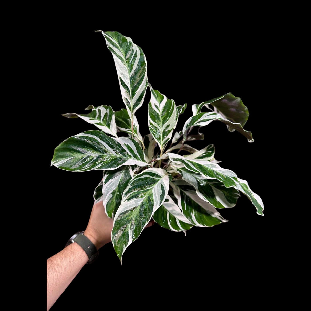 Calathea Fusion White in Grow Pot - Low Maintenance Best Indoor Plant - Variegated White Plant - Office Gift Plant with Pot -
