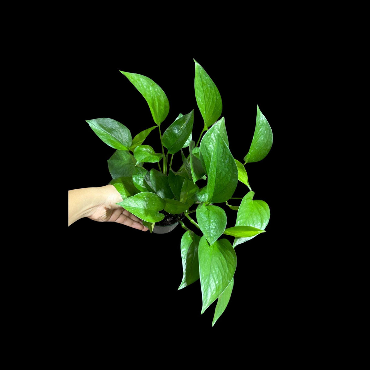 Jade Pothos Plant in 4” Grow Pot - Jade Philodendron - Epipremnum Aureum Jade - Vining Low Light Indoor Plant - Air Purifying Live Plant