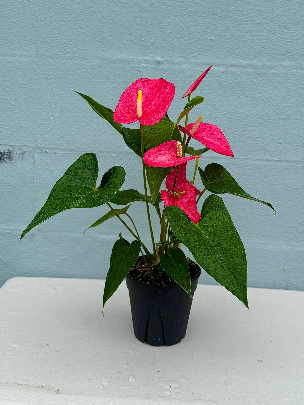 Anthurium Flowering Plant - Pink Anthurium in 6" Grow Pot - Easy Care Hardy Houseplant - Low Light Live Flower Plant with Blooming Flowers