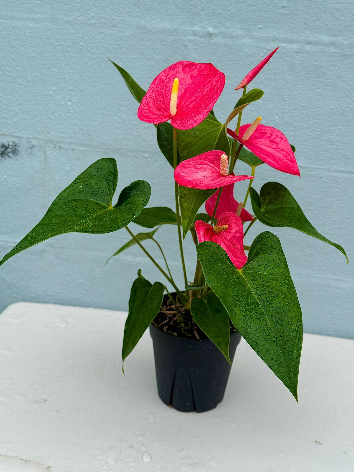Anthurium Flowering Plant - Pink Anthurium in 6" Grow Pot - Easy Care Hardy Houseplant - Low Light Live Flower Plant with Blooming Flowers
